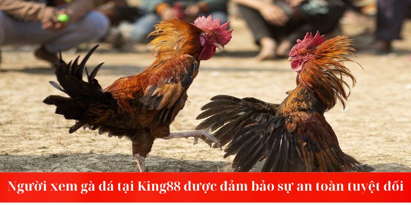 Người xem gà đá tại King88 được đảm bảo sự an toàn tuyệt đối