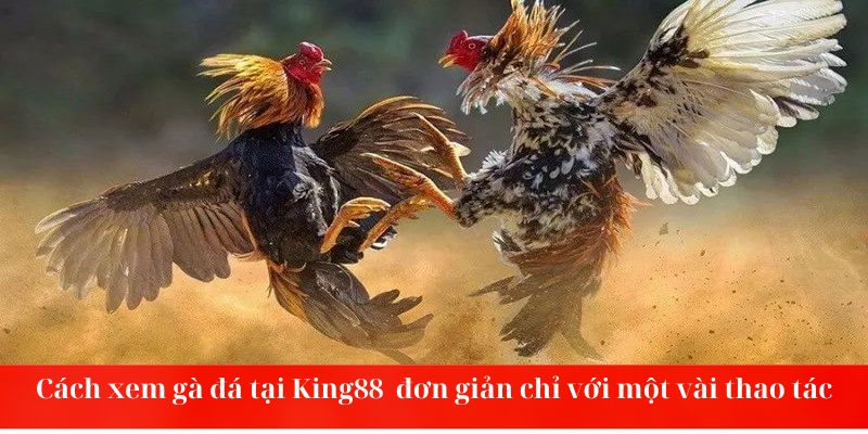 Cách xem gà đá tại King88 vô cùng đơn giản chỉ với một vài thao tác