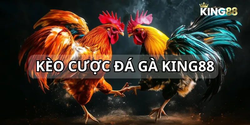 Người chơi hãy lựa chọn các cửa dễ khi chơi chọi gà trực tuyến KING88