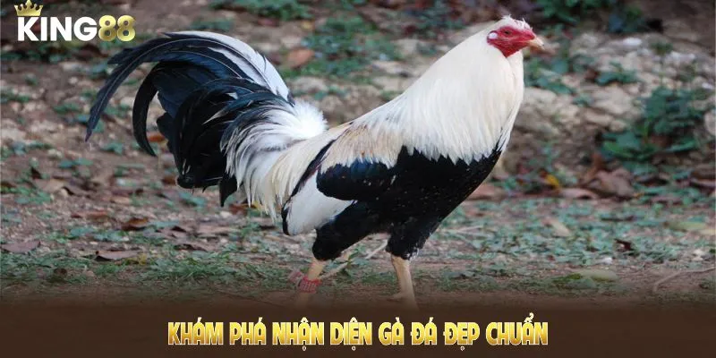 Khám phá nhận diện gà đá đẹp chuẩn, tầm thành công cho chiến kê