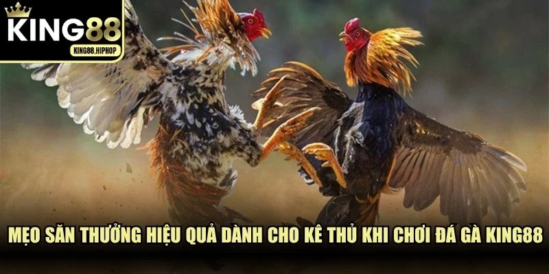 Mẹo săn thưởng hiệu quả dành cho kê thủ khi chơi đá gà KING88